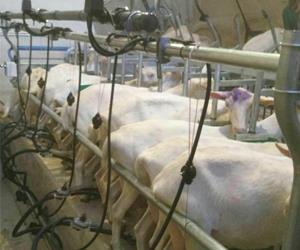  شیردوش گوسفند رکوردر دار