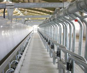 فریم شیردوشی گاو پارالل Rapid Exit