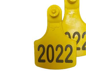 علامة الأذن تیموری