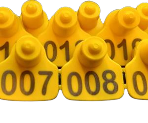 پلاک سگ مربع شکل