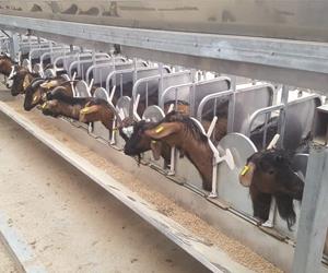  شیردوش بز رکوردر دار