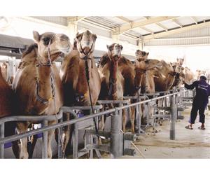 شیردوش شتر ثابت خطی